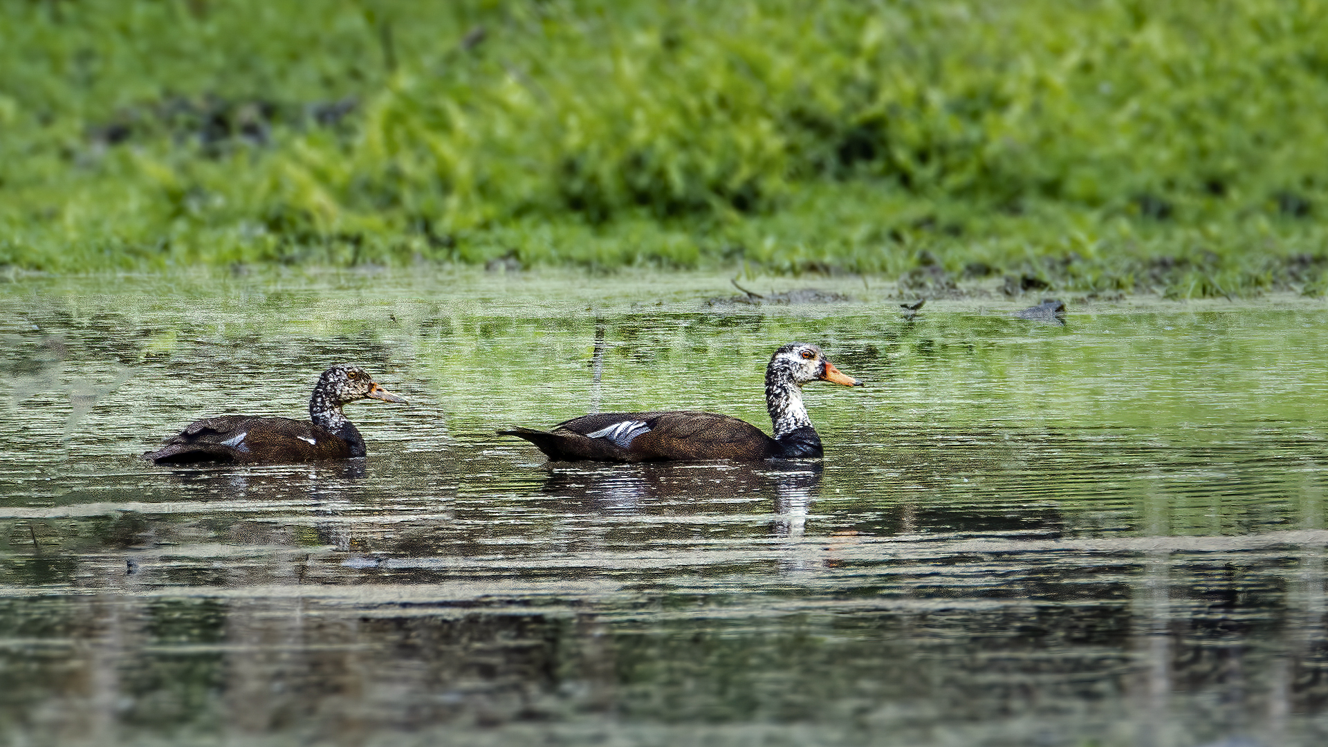 The White-winged Wood Duck, the state bird of Assam, photographed at Nameri National Park in India © WWW.NEJIBAHMED.COM .jpg